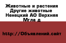 Животные и растения Другие животные. Ненецкий АО,Верхняя Мгла д.